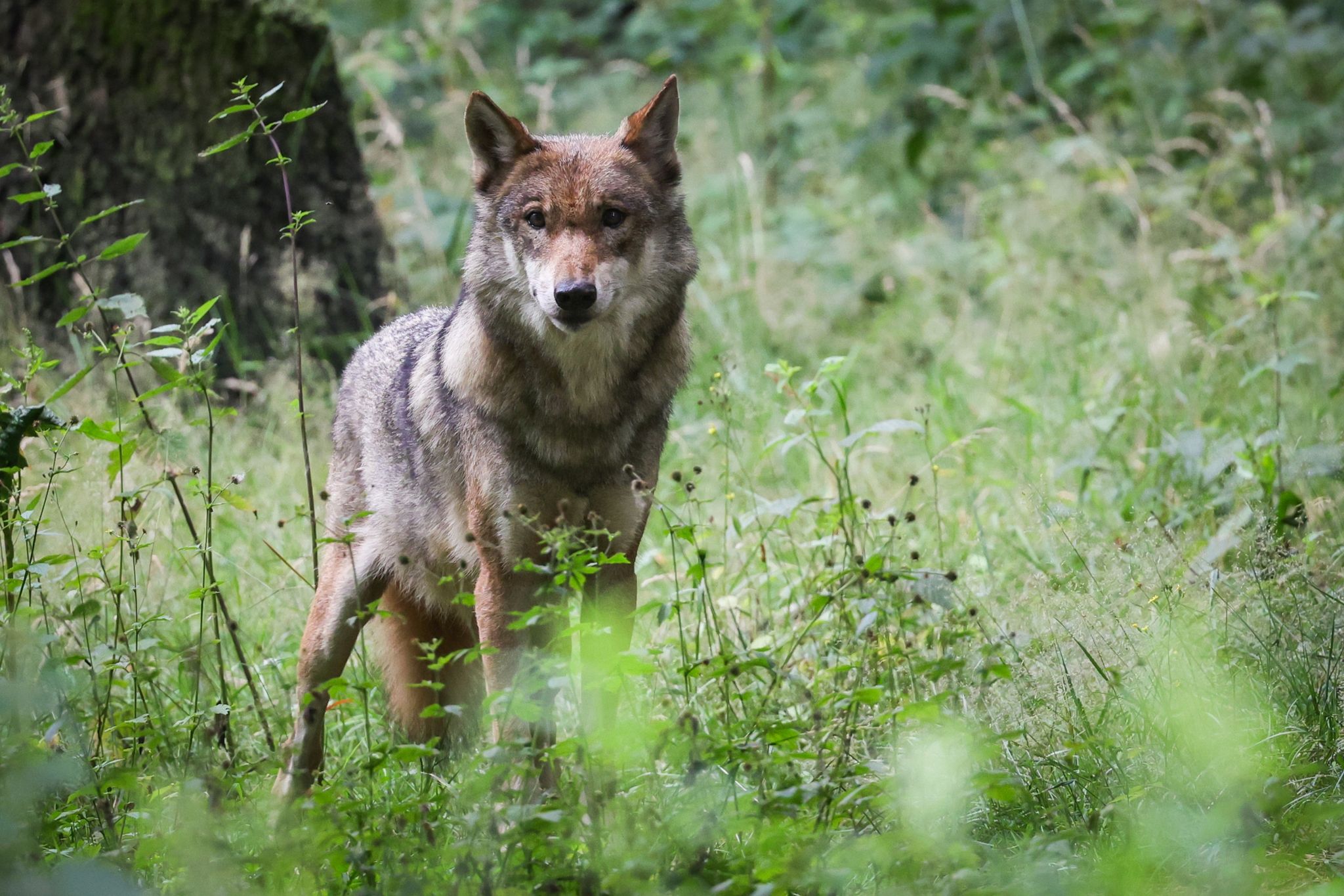 In Deutschland sind die Bundesländer für das Wolfsmanagement verantwortlich. Bisher genießen Wölfe einen hohen Schutzstatus. (© Christian Charisius/dpa)