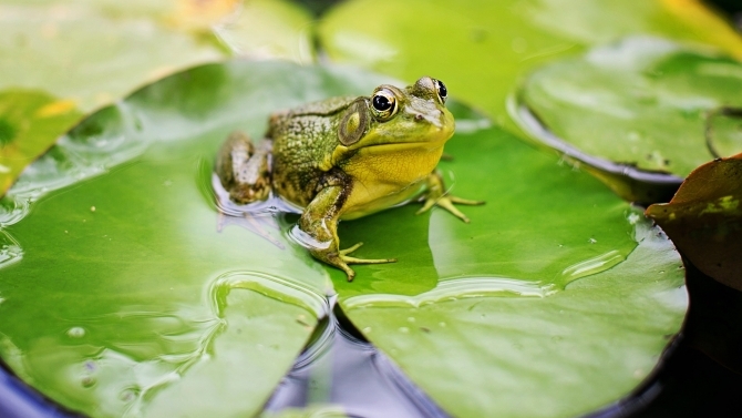 Auch Frösche zählen zu Amphibien und sollen geschützt werden in Kaufbeuren. (© Pixabay)