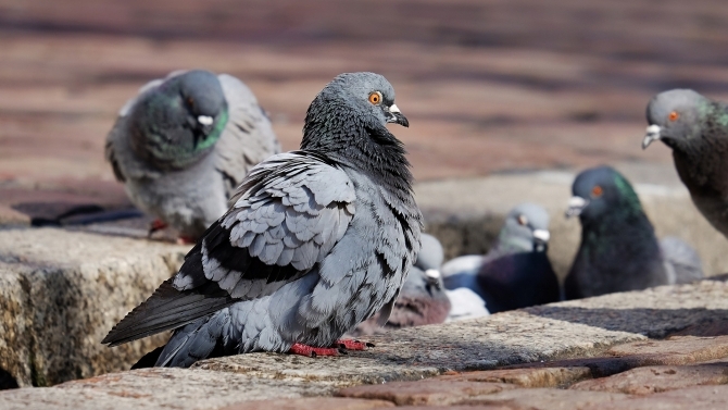 Tauben dürfen in Memmingen nicht gefüttert werden (© AllgäuHIT)