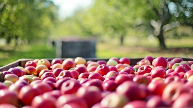 Äpfel sind gesund. (© Pixabay)