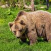 Mögliche Bärenspuren im Landkreis Oberallgäu