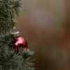 Selbst gesägt und umweltfreundlich: Der perfekte Christbaum aus dem Hertingermoos