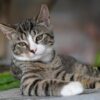 Kempten: Kater angefahren – Besitzer gesucht