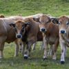 Rinder werden im Allgäu knapp – Kommt Tönnies nach Buchloe?