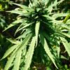 Grenzüberschreitende Drogenkontrollen: Mehr als 150 Kilogramm Cannabis sichergestellt