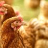 Massive Tierquälerei im Luna-Suppenhuhn Schlachthof in Wassertrüdingen aufgedeckt