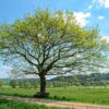 Wetter: Der Muttertag wird sonnig und warm!