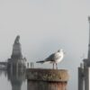 Bürgerpark Lindau erhält Auszeichnung des Deutschen Landschaftsarchitektur-Preis 2025