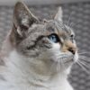 Bad Wörishofen: Auseinandersetzung auf offener Straße wegen Katze – Polizei sucht Zeugen