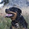 Rottweiler-Attacke in Immenstadt: Stadt erlässt Auflagen für Hundehalter