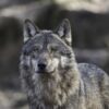 Offiziell bestätigt: Wolf lief durch Füssener Innenstadt