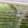 Hoffnungsschimmer fürs Naturbad Haldenwang: Badesaison startet am 19. Juni
