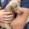 Lindau: Hundewelpen an dubiosem Ort zum Verkauf angeboten – Bundespolizei nimmt mutmaßlichen Betrüger vorläufig fest