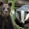 Kein Bär im Oberallgäu: Verdächtige Losung stammt von einem Dachs