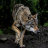 Ostallgäu: Verletztes Kalb sorgt erneut für Wolfsverdacht