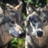 Wolfsrudel in Liechtenstein gegründet – Tiere kommen dem Bodensee näher