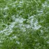 Heftiger Hagel und Starkregen sorgen für Unwetter im Oberallgäu