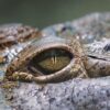 Nilkrokodil „Elinor“ zieht von der Schweiz ins Allgäu